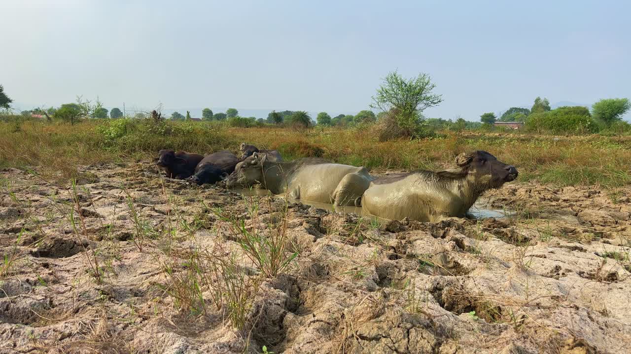 Static shot of buffaloes wallowing in a muddy pit against a backdrop of dry grass and dirt