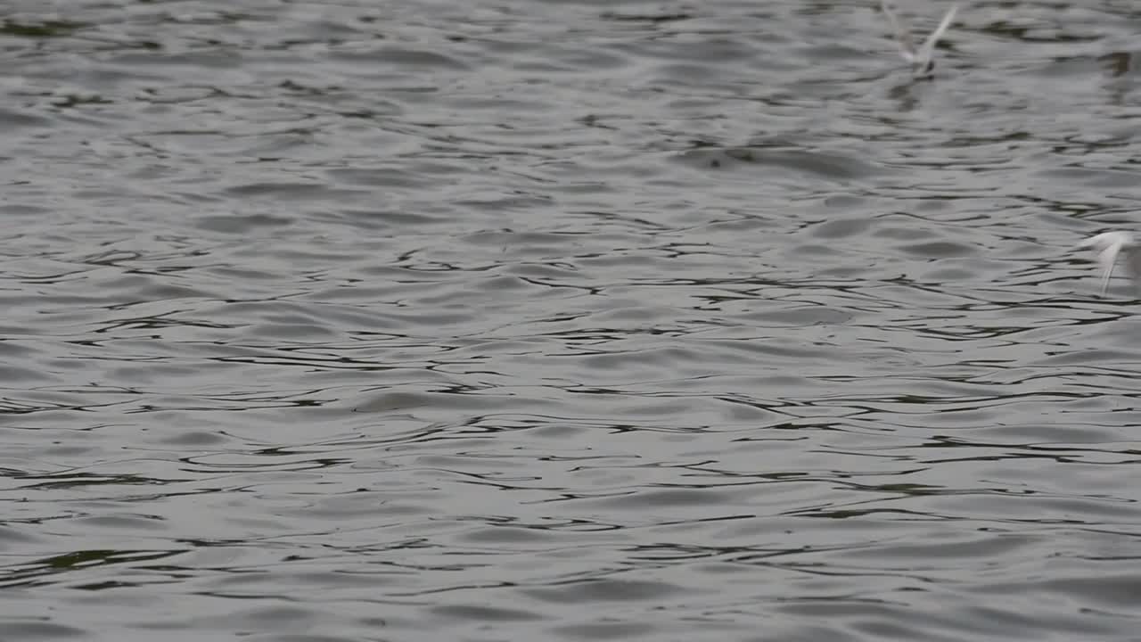 제비 갈매기와 갈매기는 태국으로 이동하는 철새로 원을 그리며 날아 다니며 방푸 레크리에이션 센터 부두에서 바다에 떠있는 음식을 위해 번갈아 가며 훑어 봅니다.