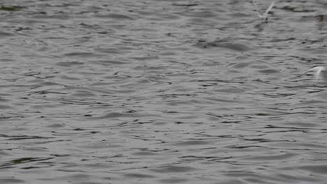 Terns-and-Gulls-Skimming-for-Food-are-migratory-seabirds-to-Thailand,-flying-around-in-circles,-taking-turns-to-skim-for-food-floating-on-the-sea-at-Bangpu-Recreational-Center-wharf