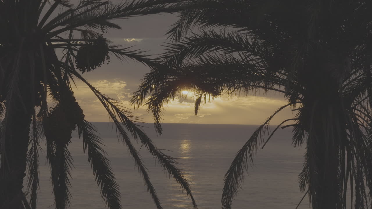 Sunrise or Sunset over the Ocean with Palm Trees