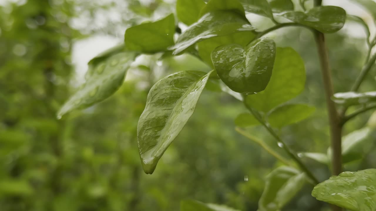 Close-up shot of a single water droplet dripping from a leaf or A single water droplet falling from the end of a leaf, captured up close