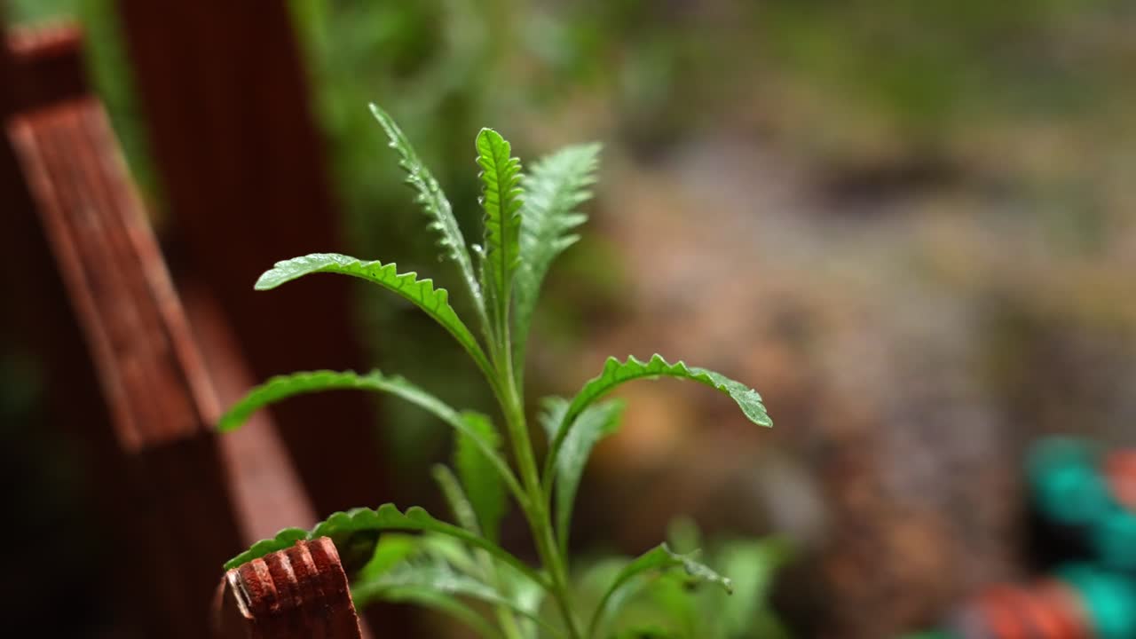 4K 50fps close-up of green lavender plants (Lavandula) growing on wet soil near a stream. Fresh aromatic herbs in a natural environment