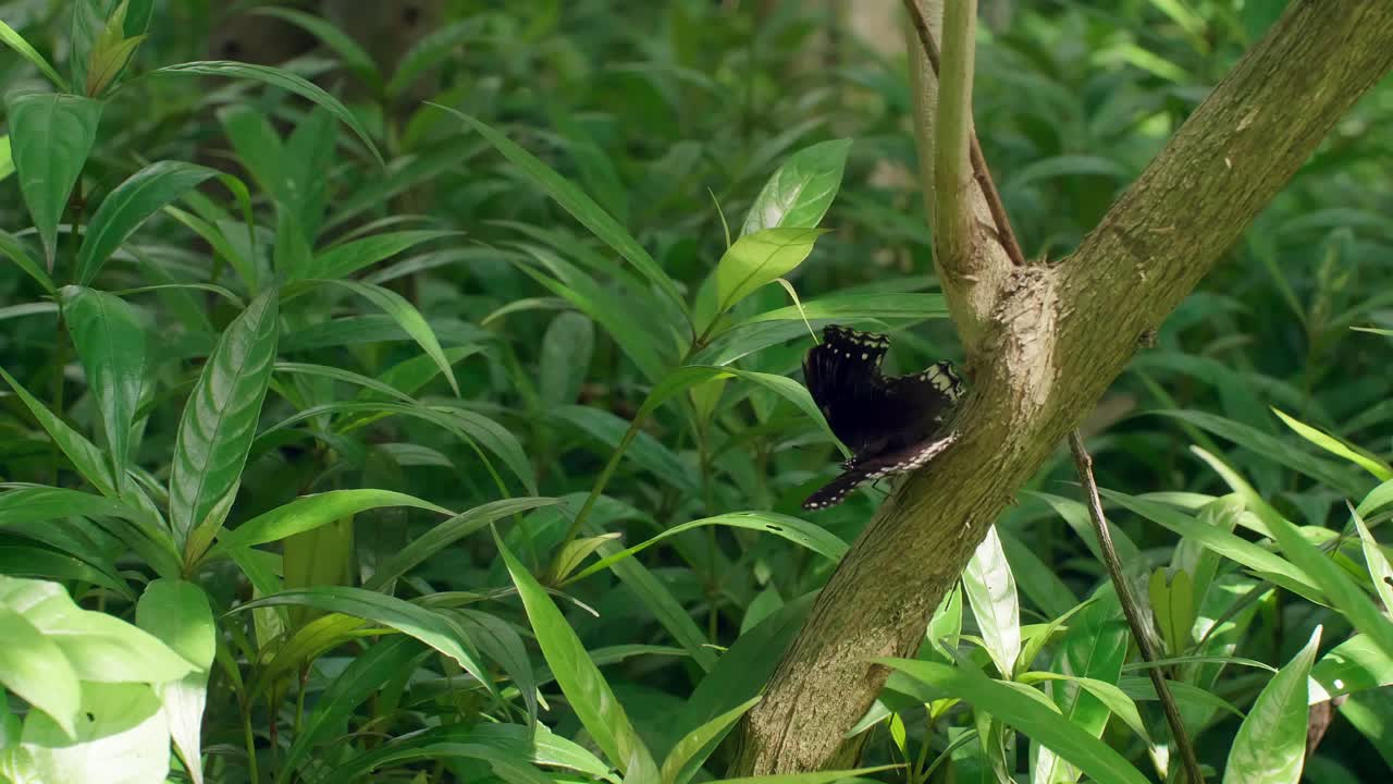 mariposa negra sobre hojas verdes en la naturaleza del jardín