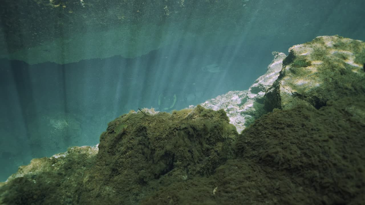 Stunning underwater HDR footage filmed in Casa Cenote near Tulum, Mexico. The video features crystal-clear freshwater, dramatic sunbeams piercing through the water. Shot in 4K HDR with Sony FX3 in