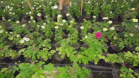 growing and caring for roses in the greenhouse.