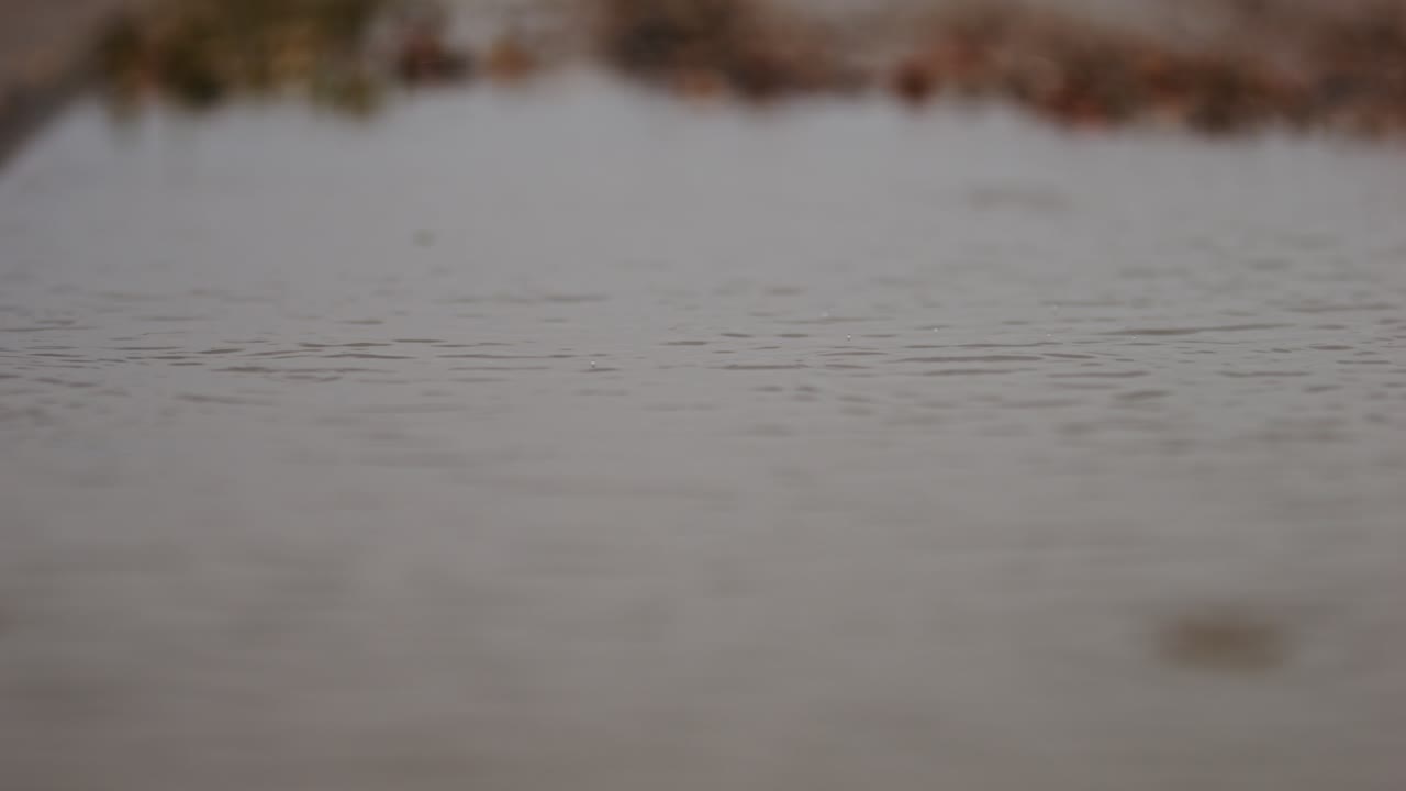 Still, calm water reflecting autumn leaves in a nature reserve, slow-motion shot