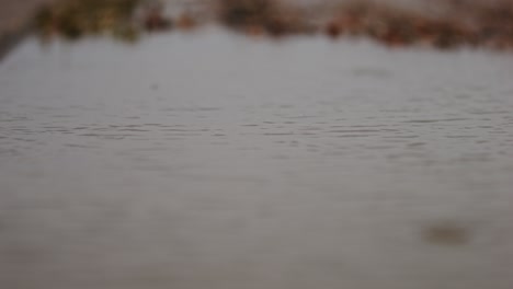 Still, calm water reflecting autumn leaves in a nature reserve, slow-motion shot