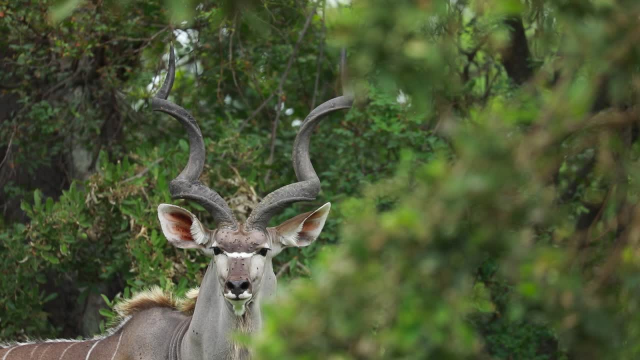 foco de rack de hojas verdes a un kudu macho parado en el fondo, parque nacional kruger