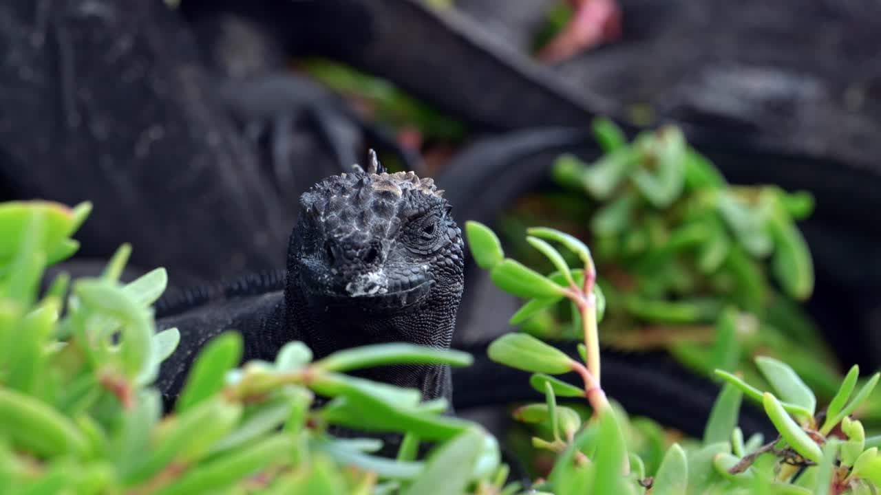 A portrait of a wild marine iguana sitting amongst vegetation on a beach on Santa Cruz Island in the Gal&aacute;pagos Islands
