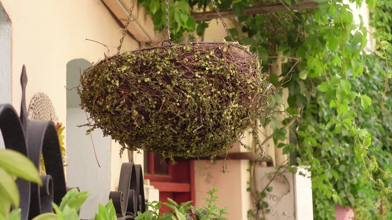 Hanging Planter with Small Plants
