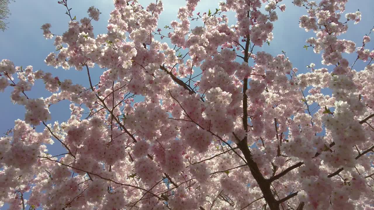 Fiori di ciliegio rosa in fiore che ondeggiano al vento con un cielo blu sullo sfondo.