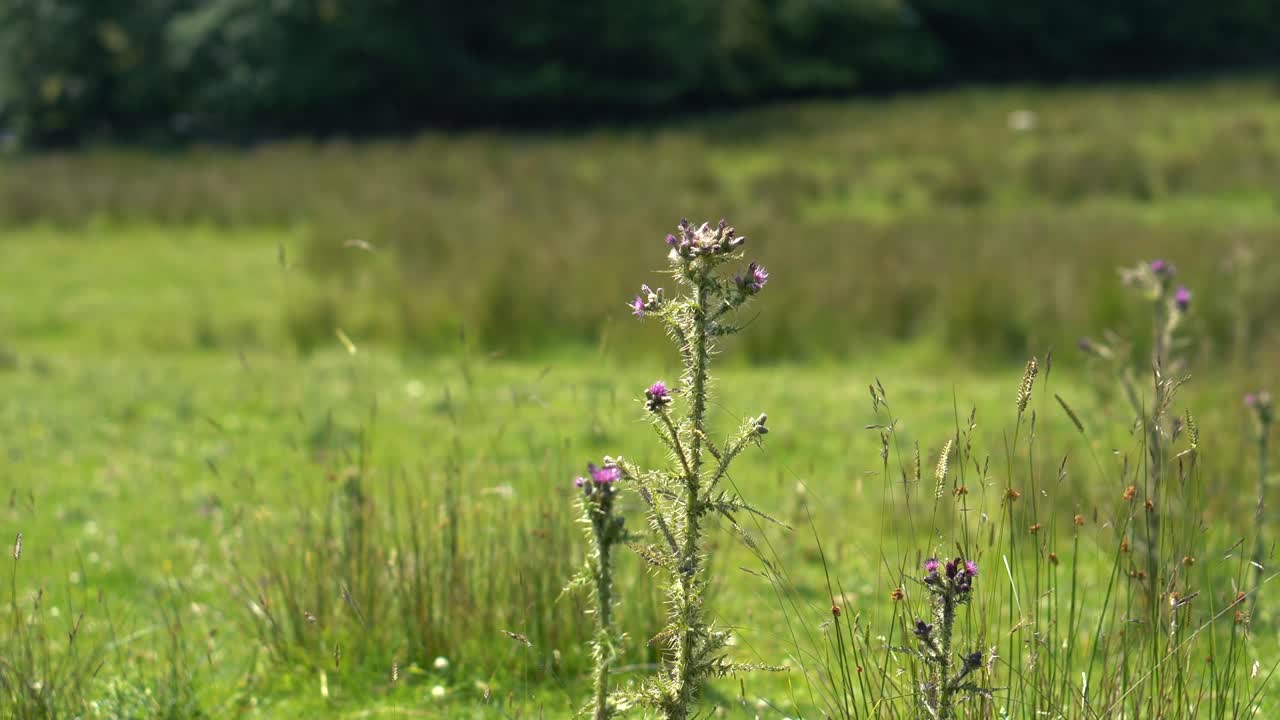 un cardo morado salvaje en un exuberante campo verde