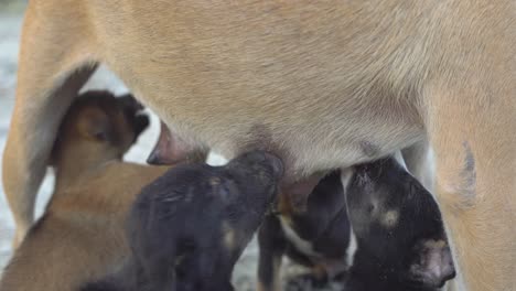 El-Perro-Está-Alimentando-A-Sus-Bebés