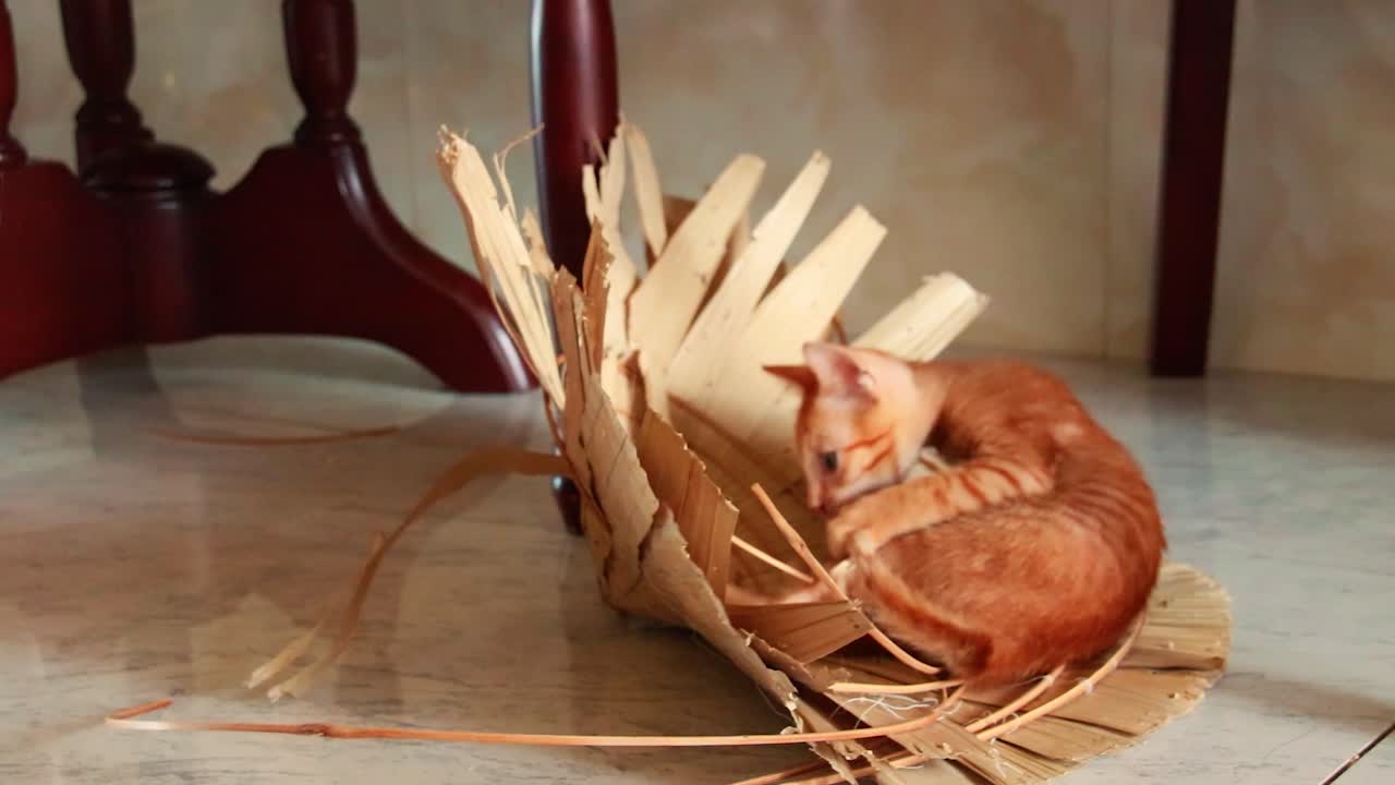 Adorabile gattino rosso che gioca con un cappello tradizionale e cade all'indietro