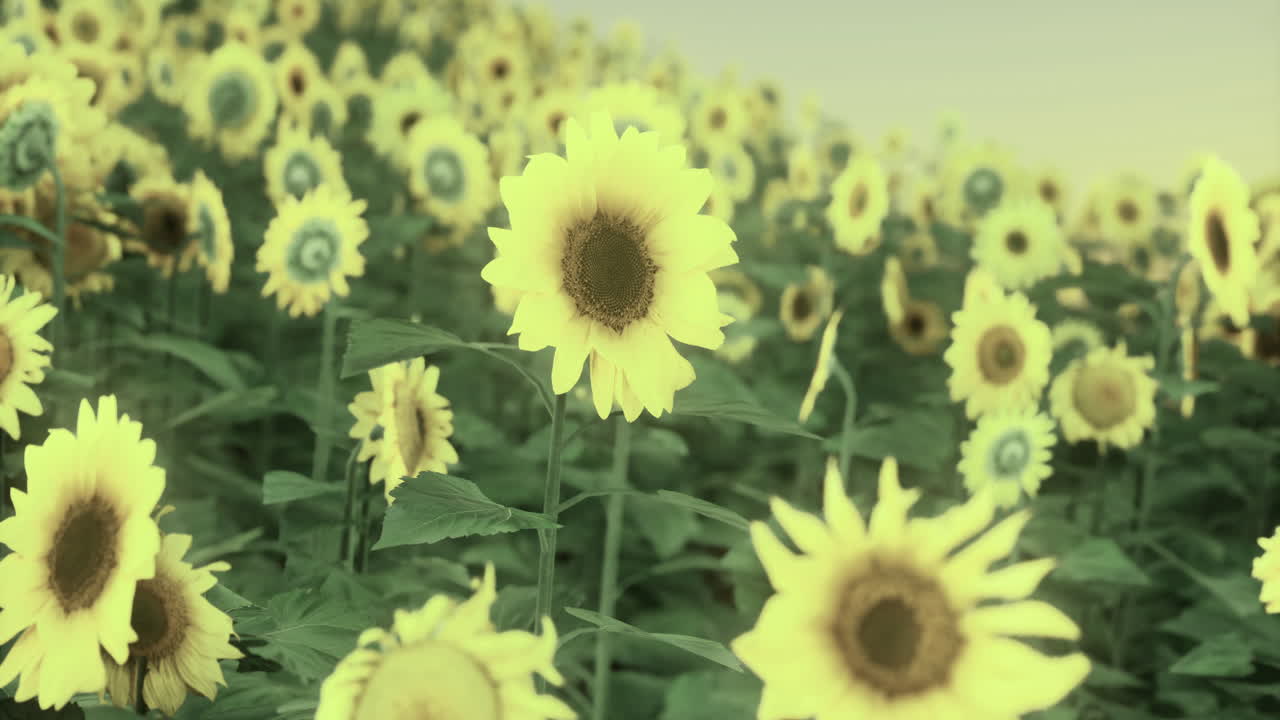 여름의 은 날에 광활한 에서 꽃이 피는 해바라기