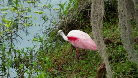 Spoonbill-foraging-stick-for-nest-and-flying-away,-Florida-wetlands-marsh-4k-60p