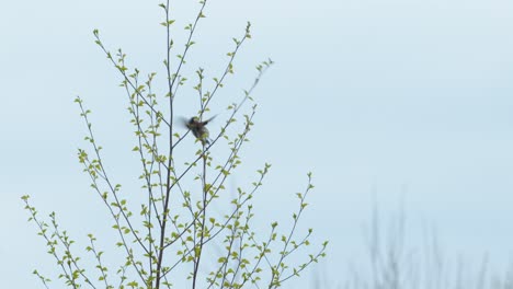 Europäischer-Stieglitz,-Der-Im-Frühjahr-Auf-Birke-Sitzt