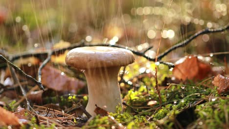 Pilzpilze-In-Einem-Sonnigen-Wald-Im-Regen.