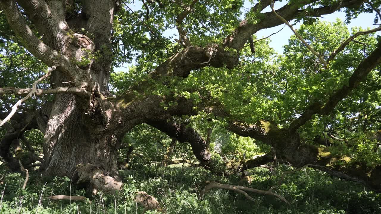 Beautiful old oak tree with thick branches