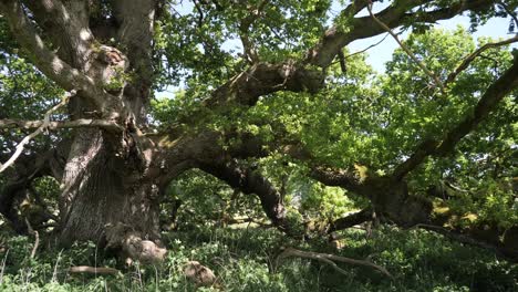 beautiful old oak tree with thick branches