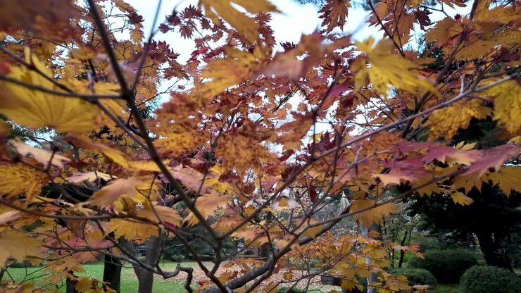 Colorful maple tree showcasing golden autumn leaves in a tranquil park environment.