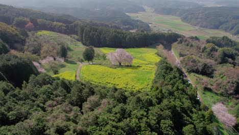 Un-Solo-árbol-De-Cerezo-En-La-Prefectura-De-Saga,-Kyushu,-Japón