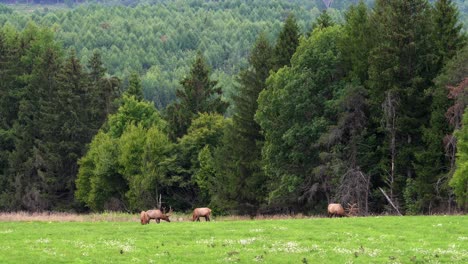 three bull elk grazing in a grassy meadow in the early evening with the evergreens and mountains in the background-2