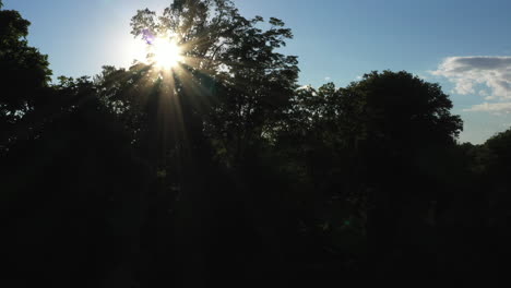 slow and dramatic drone camera shot, rising up in front of the dark green trees, revealing the majestic, setting sun