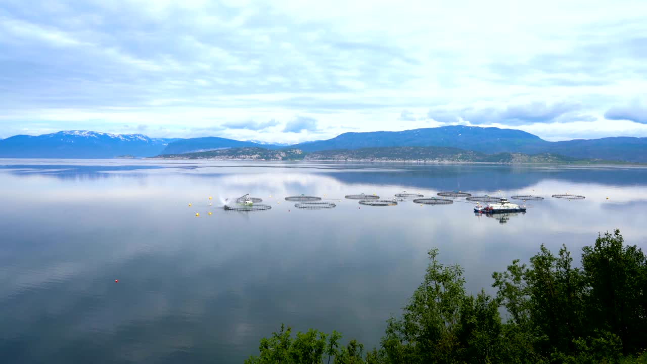 연어 농장  ⁇ 시