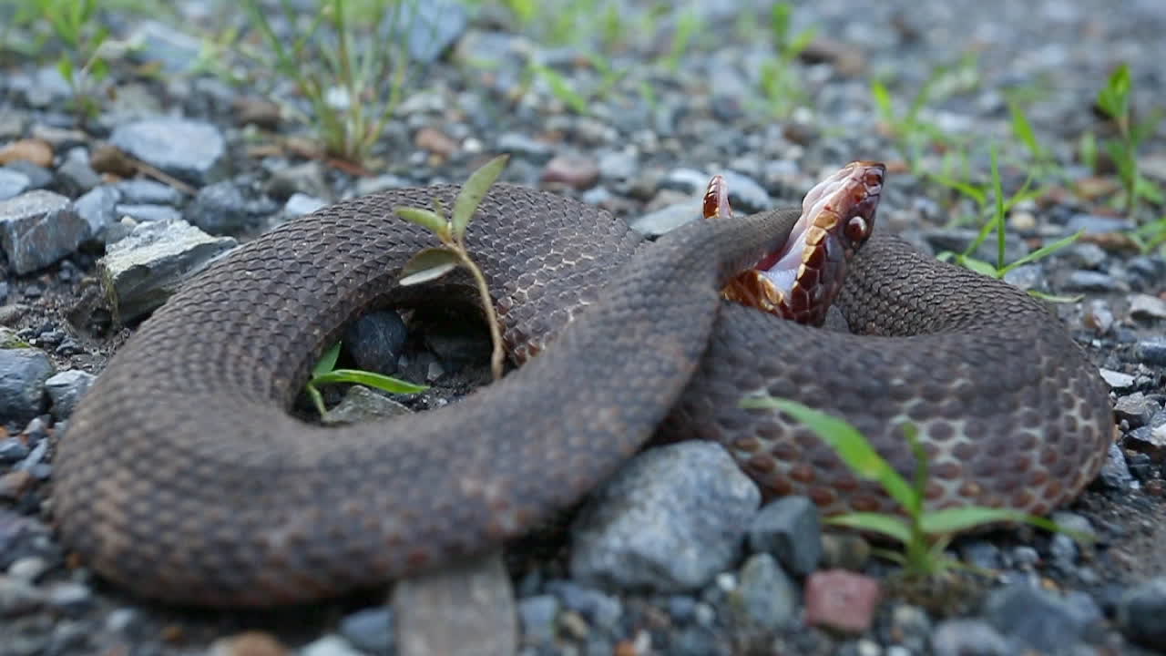 Water Moccasin Snake