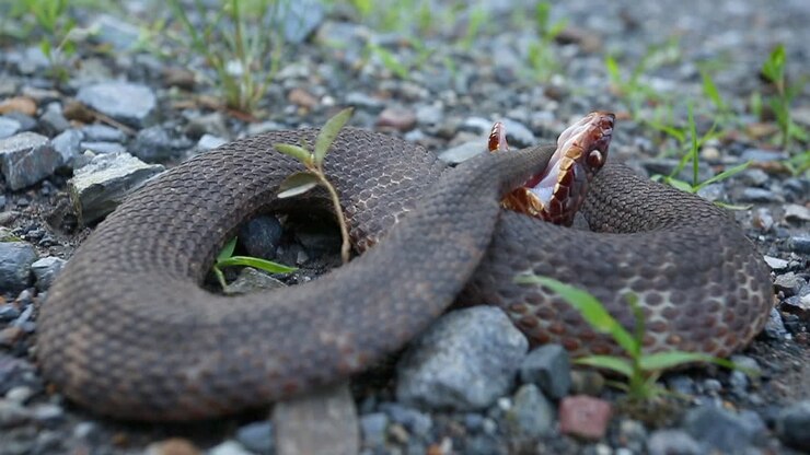 Water Moccasin Snake