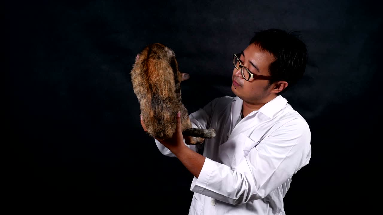 el veterinario masculino lleva y juega con un gato con cuidado.