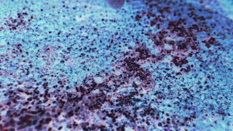 microscopic biological sample