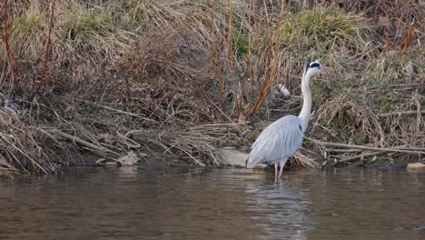 garza gris en estanque. - plano general