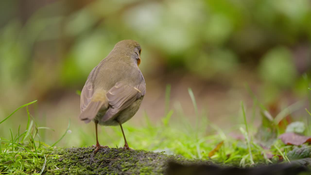 Rear view of robin hopping away across log, tail lifted, brief movement through forest floor