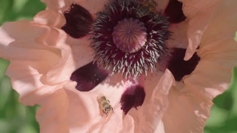 multiple bees busy gathering pollen inside pale pink poppy flower