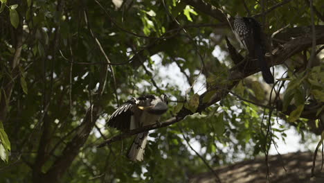 Southern-Yellow-billed-Hornbill-perched-on-tree-stump,-inspecting-underside-of-wing