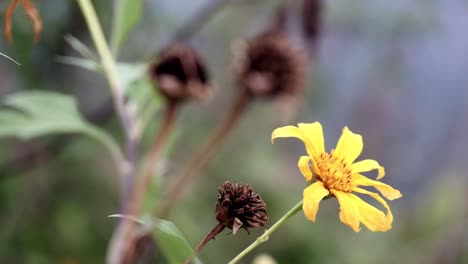 Yellow-flower-in-Thailand