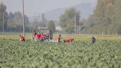 migrant workers harvest fresh cauliflower on a very hot day in rural norway