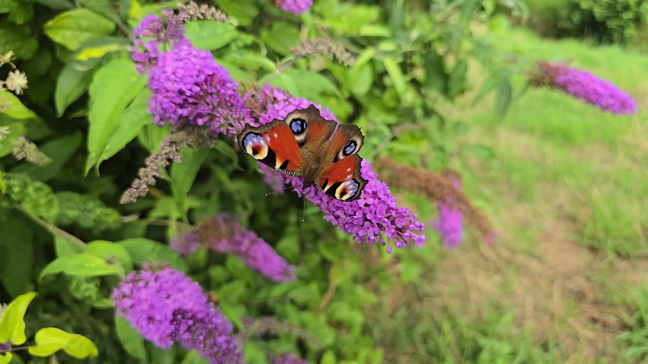 Slow motion peacock butterfly (Aglais io) on purple butterfly bush