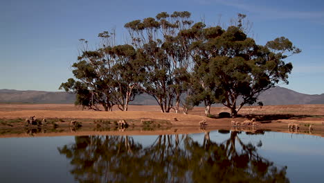 Ovejas-Bebiendo-Agua-En-La-Presa-De-La-Granja