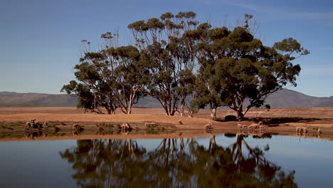 Sheep drinking water at farm dam