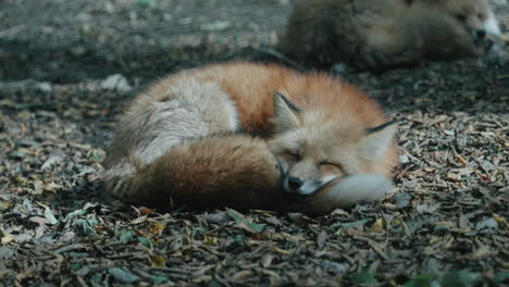 Zorro-Rojo-Acurrucado-Y-Durmiendo-En-El-Santuario-De-La-Aldea-De-Zorros-Zao-En-Miyagi,-Japón