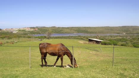 Ein-Grasendes-Pferd-Mit-Blick-Auf-Den-Fluss-Am-Glen-Gariff-Beach