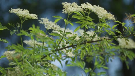 elder flower in bloom