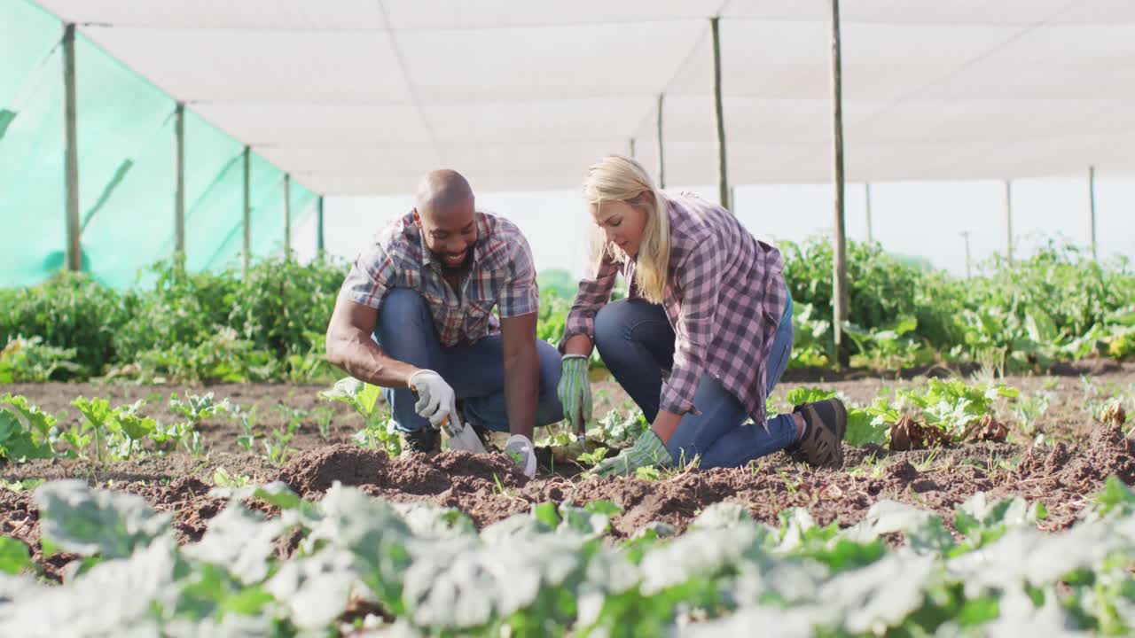 Video van blij divers stel dat zaailingen plant in een kas