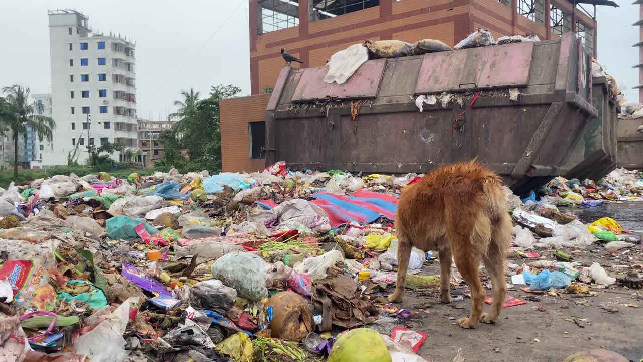 perro comiendo comida podrida del vertedero de residuos urbanos