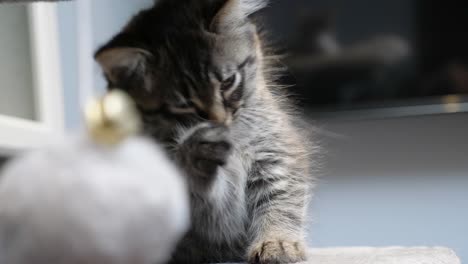 little cute tabby lovely mainecoon kitten cat kitty licking