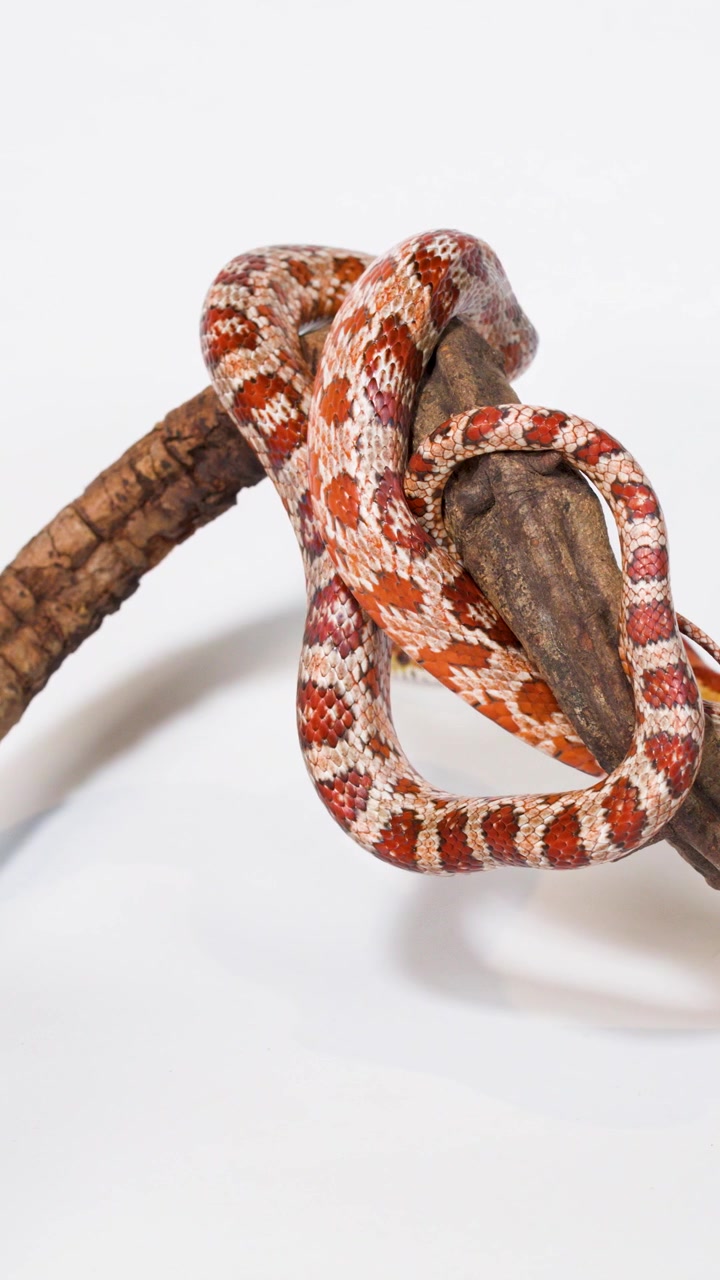 Serpente del grano rosso che si avvolge attorno a un ramo di legno texturizzato in studio, con movimento minimo della telecamera e illuminazione brillante