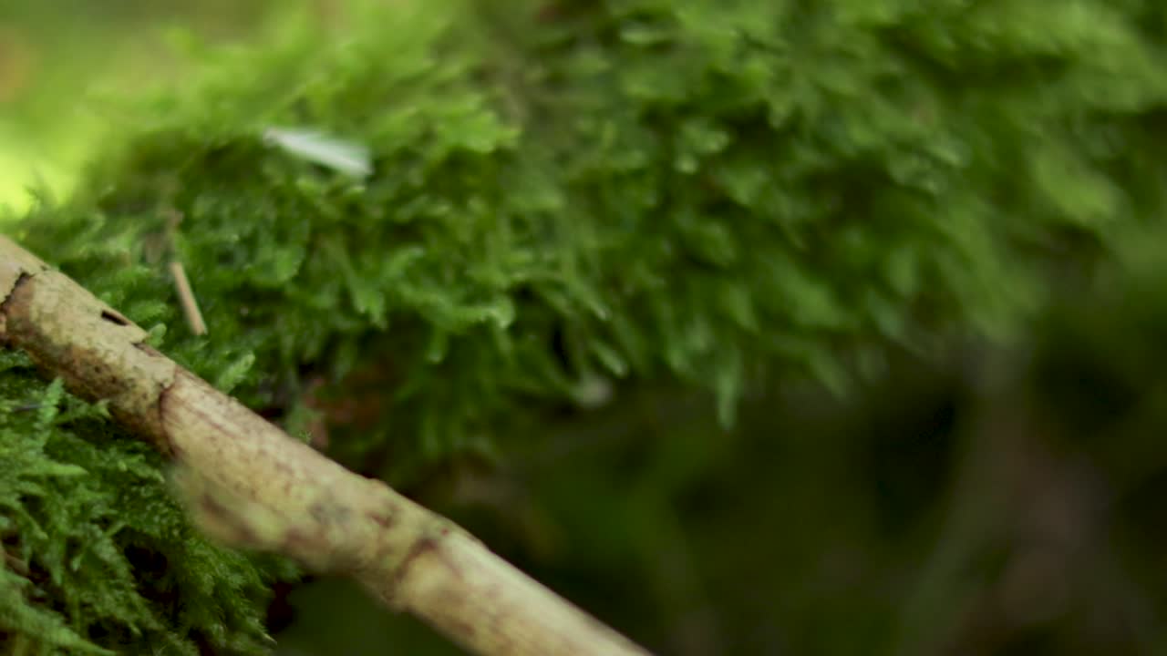 Primo piano di muschio e rami nella natura
